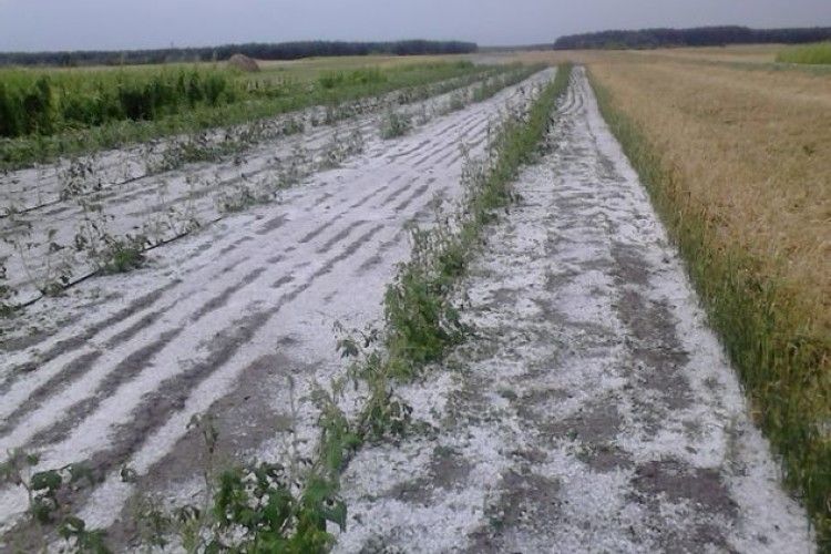 У Грузятині  Маневицького району великий град знищив городину та зернові (фото)