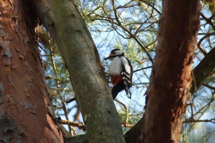 Рівнянин влаштував грандіозне фотополювання на птахів (фото)