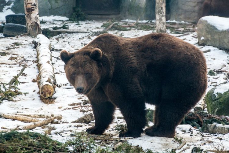 Ведмеді, мавпи та пелікани сказали «Дякуємо!» Романюку і депутатам Луцької міськради