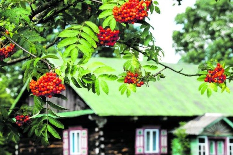 Середині літа присвячується: чим здивувало нашого фотокора село Щитинська Воля (фото)