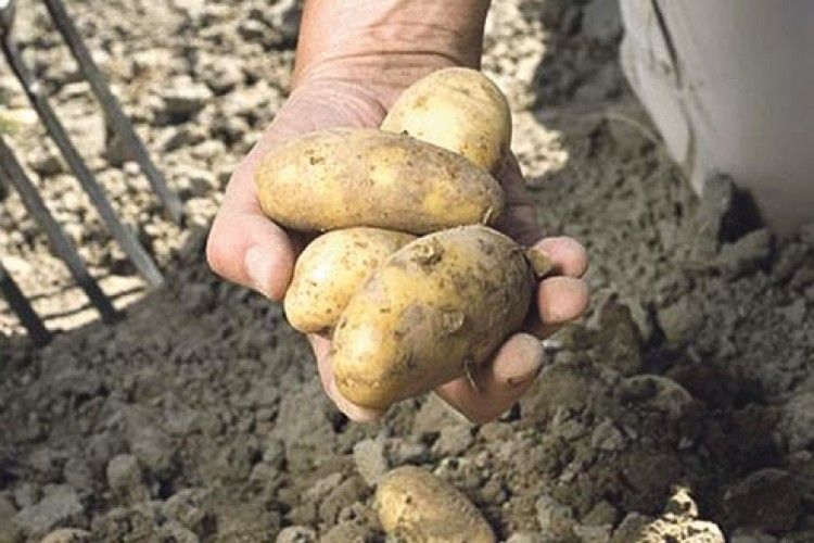 Коли волинянам копати картоплю?