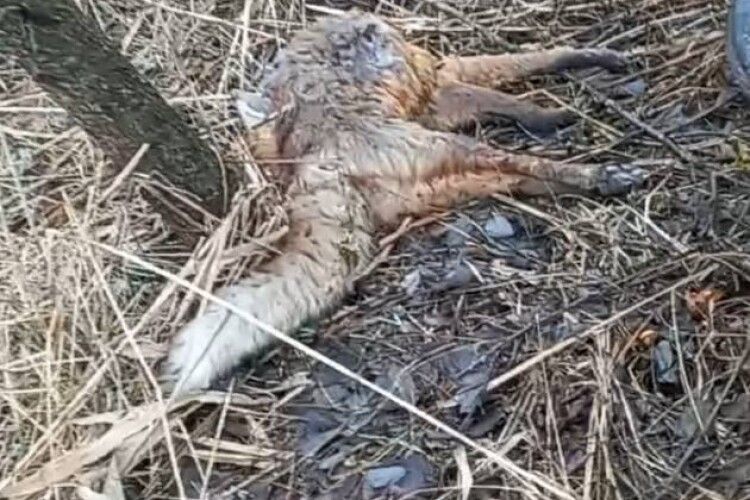 Волинські екоінспектори виявили факти браконьєрства