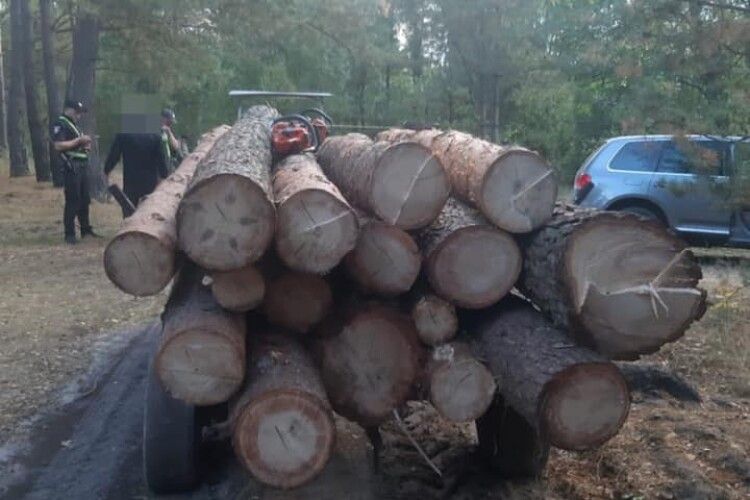 45 тисяч збитків: викрили волинян, які організували незаконну порубку лісу (Фото)