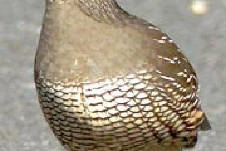 ПІДПРИЄМЦІ ДОПОМАГАЮТЬ ДИТСАДКУ