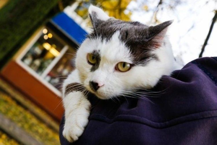 Півмільйона гривень за кота (Фото)