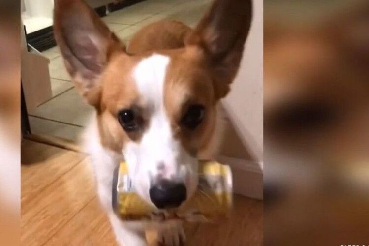Американець навчив пса приносити йому пивасик із холодильника (відео)