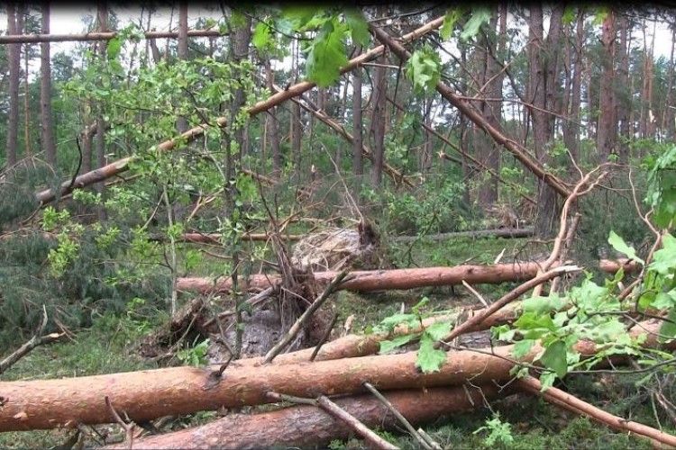 Через негоду на Волині повалено сотні гектарів лісу