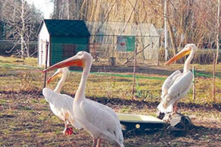 ТРЬОХ ЧОРНИХ ВОЛИНЯН — НА ДВОХ РОЖЕВИХ ОДЕСИТІВ