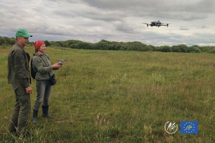 Рідкісна пташка під загрозою: на Волині шукають шляхи збереження очеретянки прудкої