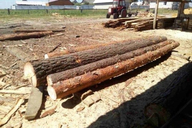 Самовільна рубка на Волині: підприємці створюють попит на крадену лісопродукцію