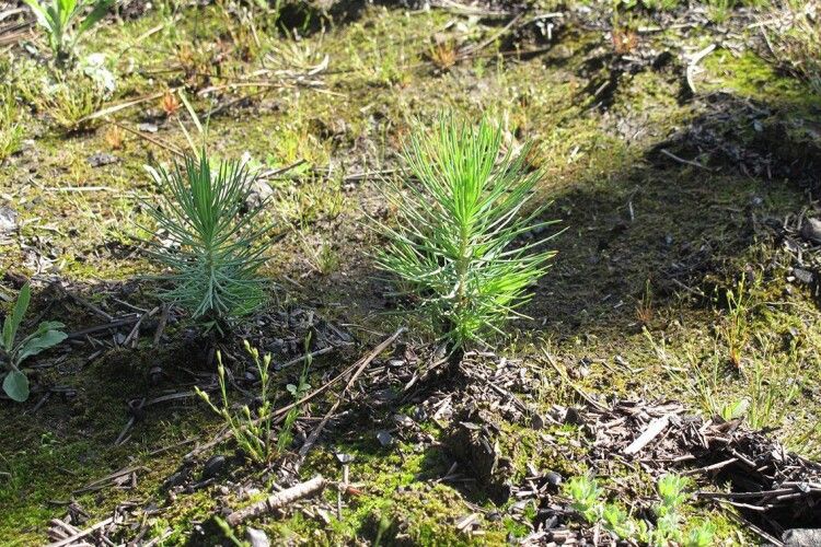 Понад 800 гектарів лісу висадять на Волині цьогоріч
