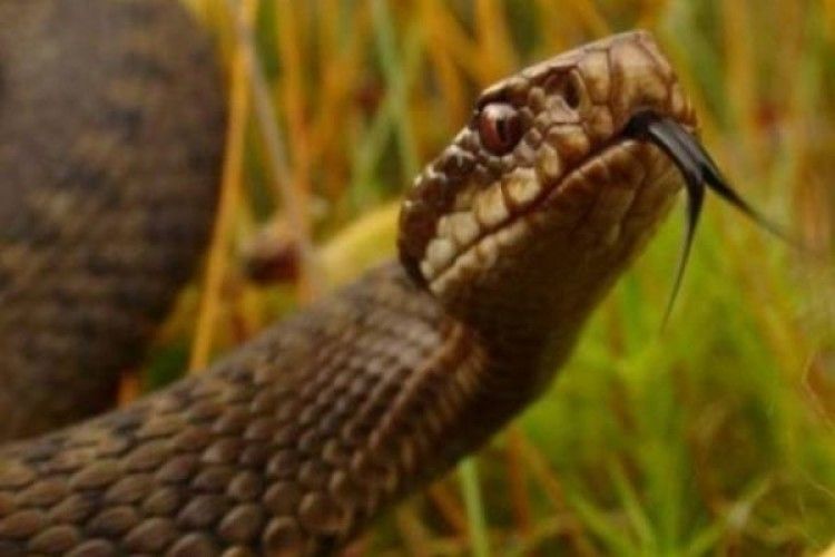 Збирали журавлину, а їх покусали змії