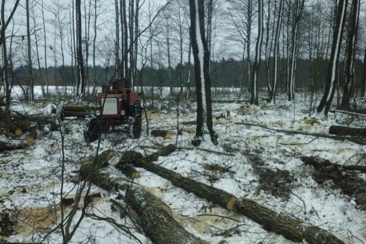 Крадії на Маневиччині встигли зрізати 34 дерева! (фото)