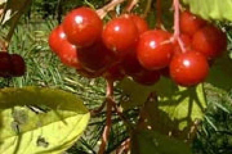 ЩО УТВЕРДИТЬ НАС ЯК НАЦІЮ