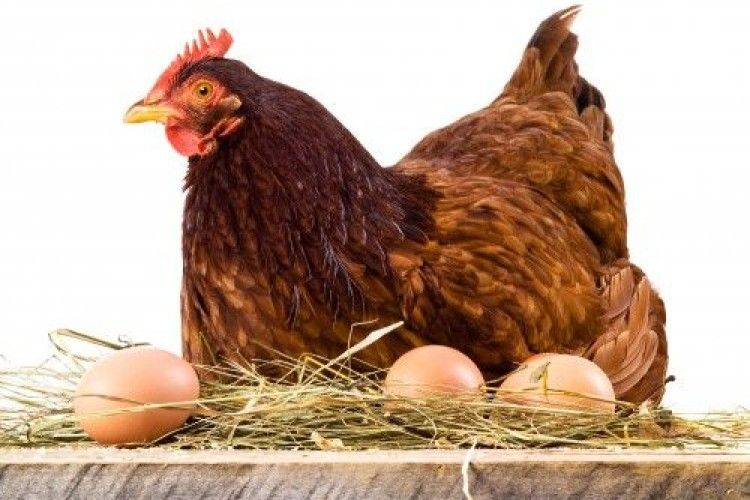 Як отримати крупні яйця?