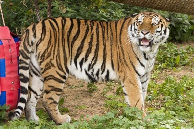 У Швейцарії тигриця напала на співробітницю зоопарку: жінка від одержаних травм померла