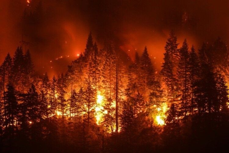 На Волині, поблизу села Столинські Смоляри, продовжує лютувати страхітлива лісова пожежа (фото, відео)