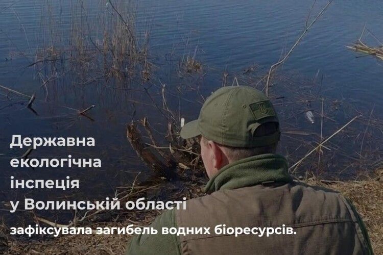 На Волині виявили масову загибель риби на водоймі