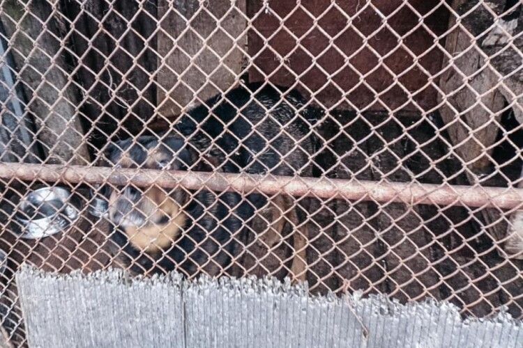 У Луцьку сусідські собаки загризли домашнього улюбленця