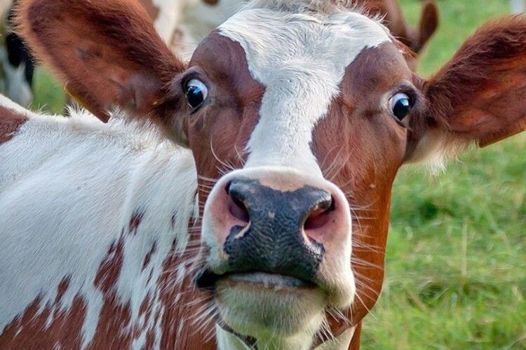 У селі на Волині ввели карантин через сказ у домашньої худоби