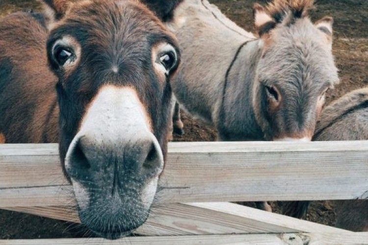 Унікальний і дорогоцінний сир виготовляють... студенти
