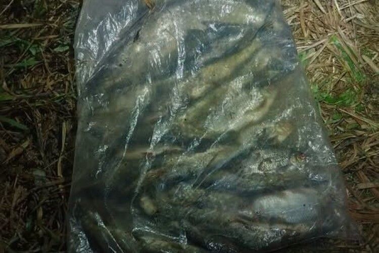 На Волині браконьєри незаконно виловили риби на понад 80 тисяч гривень
