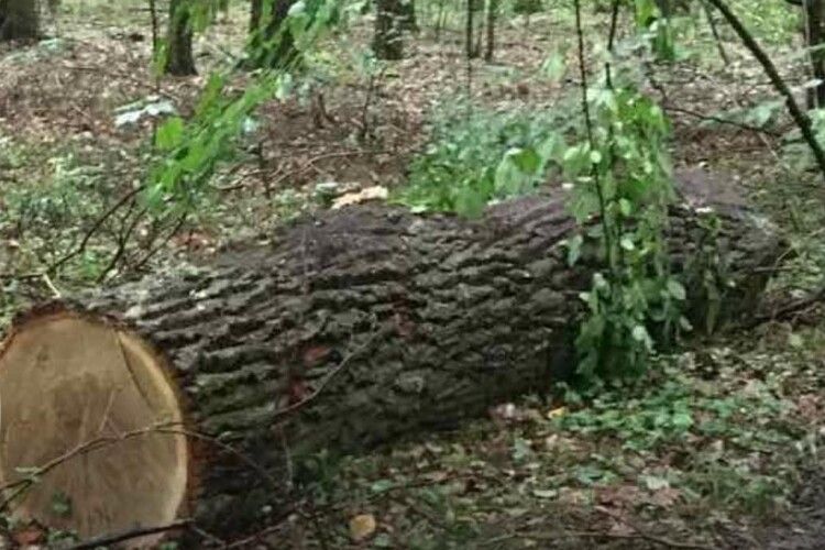 Лишились пеньки дубів і грабів: на Волині розслідують, хто наробив збитків у лісі на понад 7,5 мільйонів гривень
