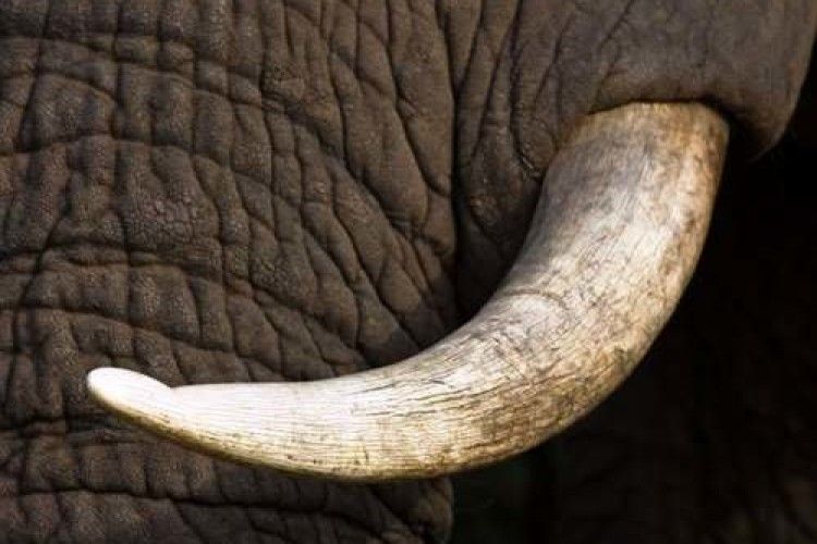Євросоюз може повністю заборонити продаж виробів зі слонової кістки