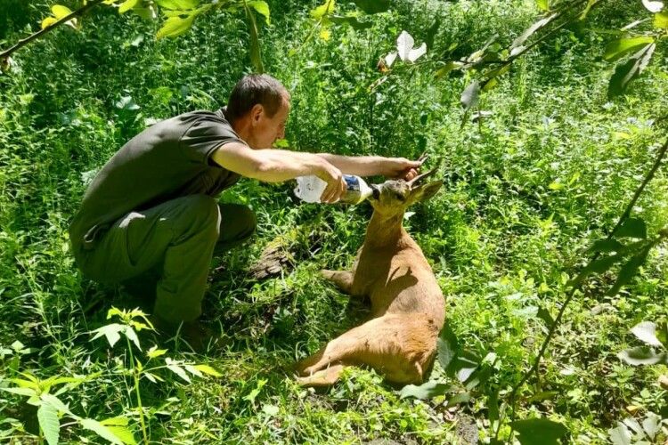 На Ківерцівщині єгері лікують самця козулі європейської