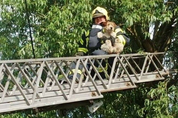 Рятувальники зняли з дерева собаку у Зимнівській громаді Волині