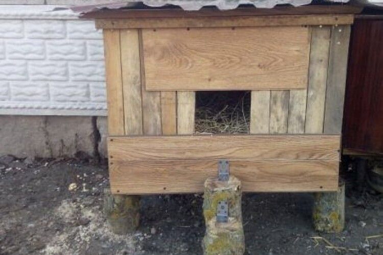На Рівнещині будують хати для котів