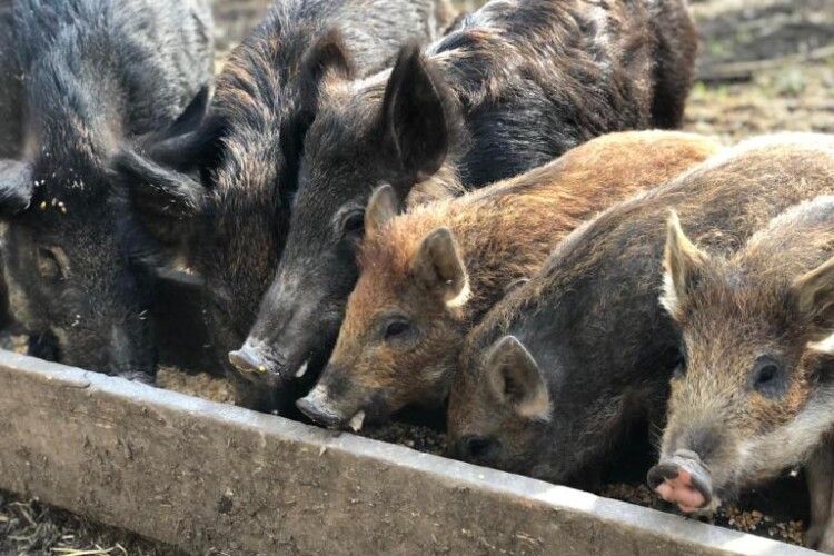 Лісівники Ратнівщини розводять диких кабанів (Фото)