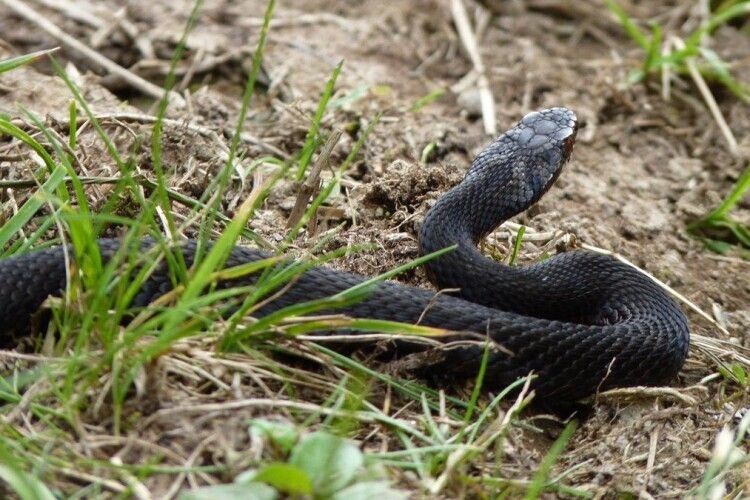 На Рівненщині рятують чоловіка, якого вкусила змія