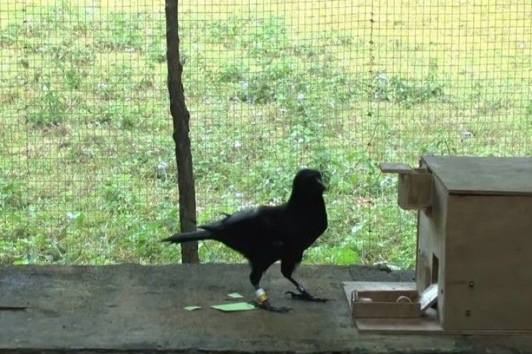 Не лише люди можуть бути винахідниками (відео)