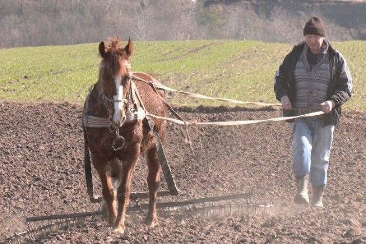 У селі на Волині тримають страусів та моляться в давньому монастирі (Відео)