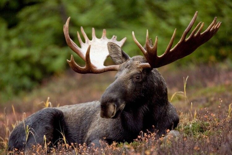На Волині біля автодороги виявили мертвого лося