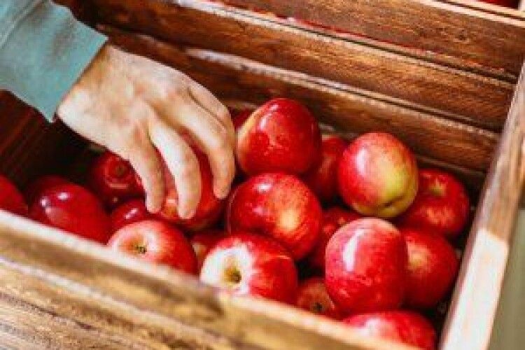 Сумнівний рекорд: Україна скуповує яблука за кордоном