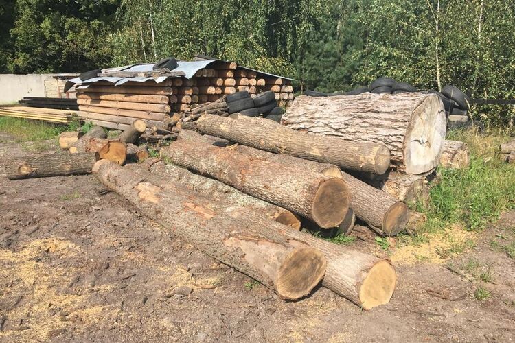 На Ківерцівщині з пилорами вилучили понад півсотні незаконно зрубаних дубів