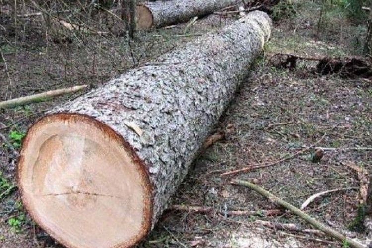 У Цумані затримали крадіїв деревини дуба