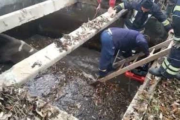 Бійці ДСНС рятували корову, яка впала у водозабірник (Відео)