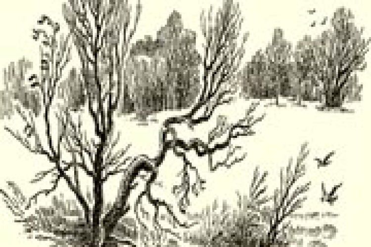 ПОГОДА: зима виконує свої повноваження