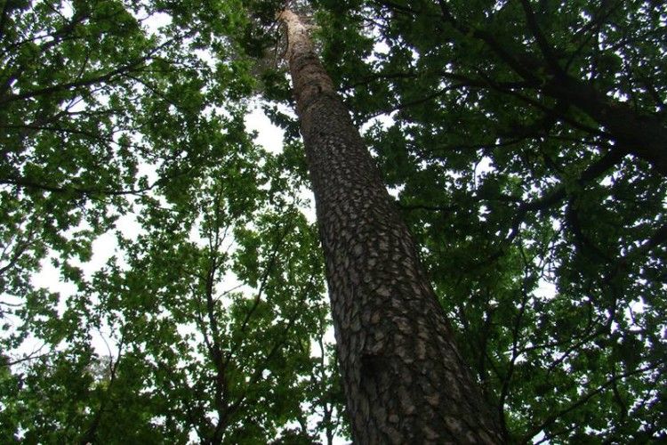 «Прип’ять-Стохід» похвалився дубами часів Станіслава Августа Понятовського