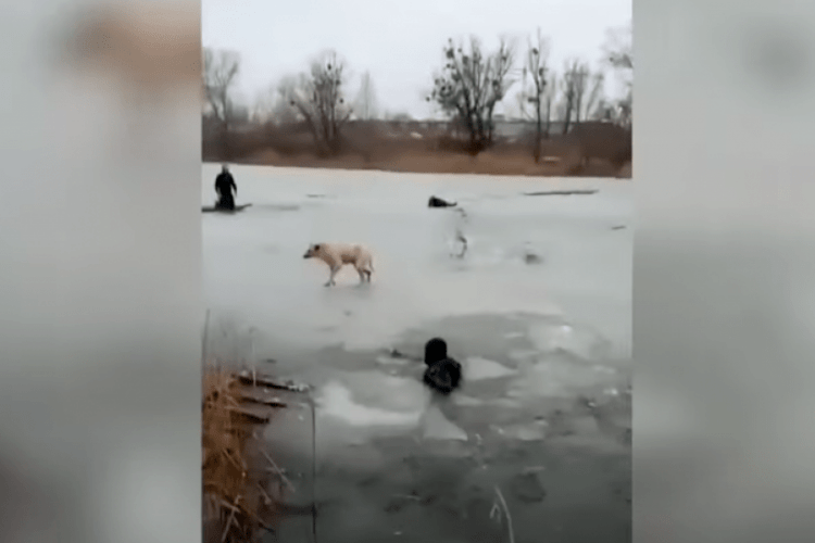 Чоловік ледь не потонув, рятуючи собаку з озера