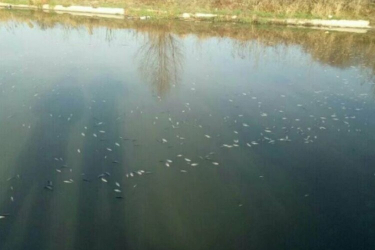У Рівному у водоймі масово загинула риба (Фото)