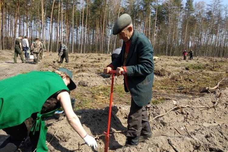 У Ківерцівському парку висадили сосни та берези