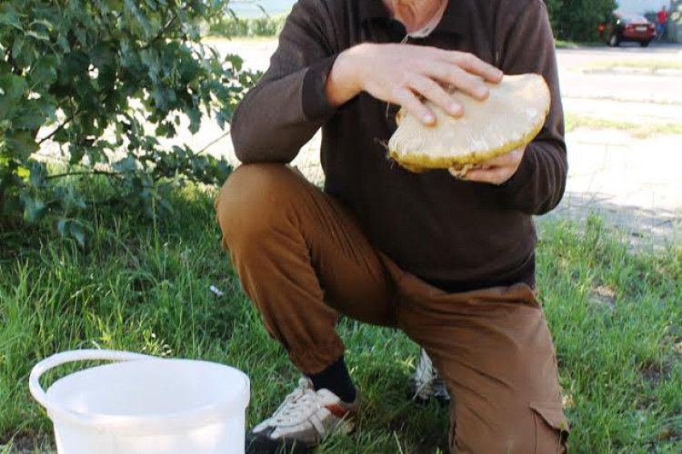 Волинянин знайшов гігантського білого гриба (ФОТО)