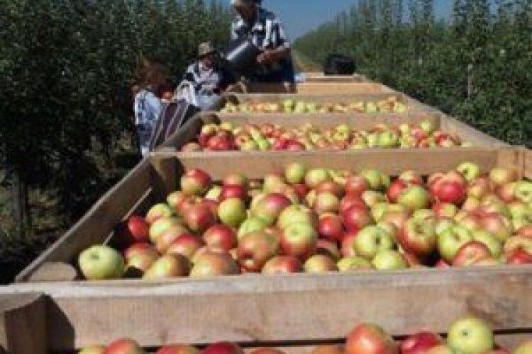 Євросоюз з першого вересня не наминає українські яблука, груші, томати, баклажани та перець