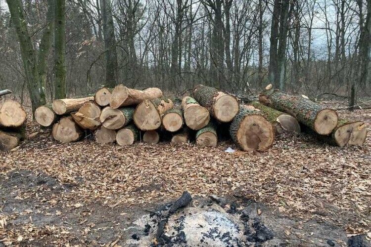 На Волині зі складу вкрали… дуби