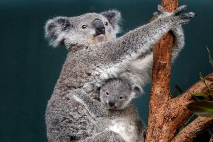 Під час страхітливої пожежі в лісах Австралії могли загинути щонайменше 350 коал