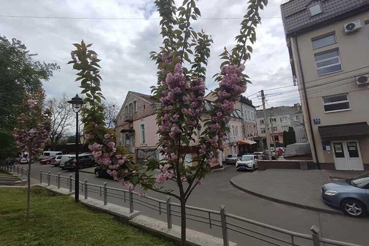 А ви бачили, як у Луцьку цвітуть японські вишні з Рівного?